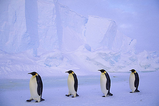 南极,帝企鹅,走,迅速,冰,冰山,背景