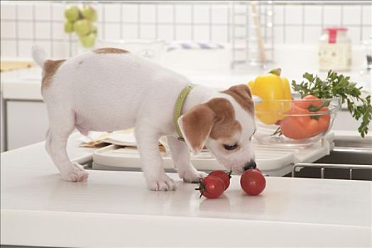 杰克罗素狗,小狗,嗅,西红柿