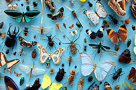 收集,昆虫,蛾,蝴蝶,世界,牛津,大学,博物馆,自然,历史,牛津大学,英格兰,英国,欧洲