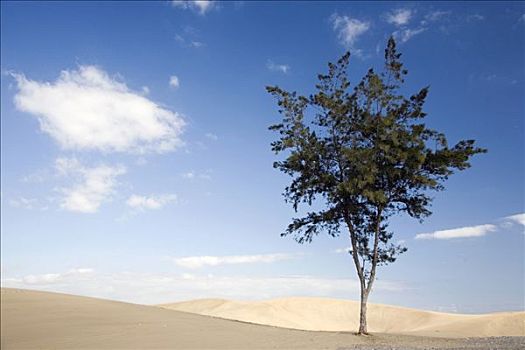 孤单,树,沙滩,大卡纳利岛,西班牙