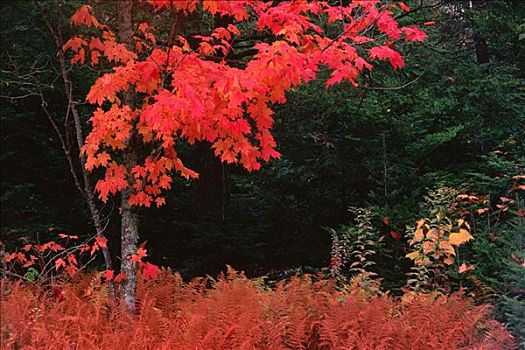 红枫,半岛,新布兰斯维克,加拿大