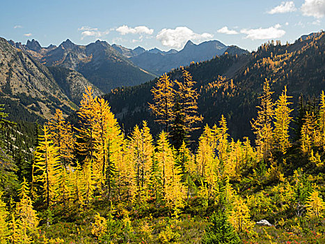 国家森林,风景,枫树,小路,落叶松