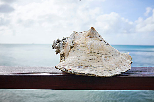 海螺壳,圣卢西亚,加勒比
