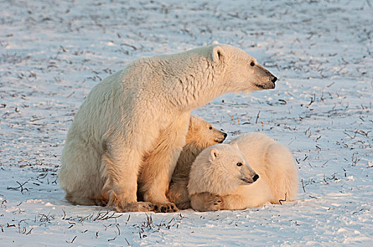 北极熊,家族,一个,成年人,雪原,日落