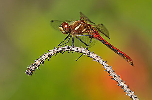 条纹,赤蜻属,湿地