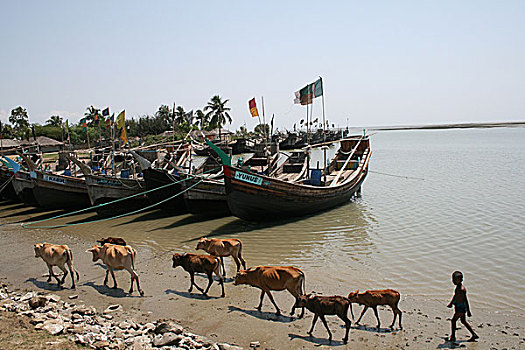 孩子,走,牛,背影,地点,沙阿,岛屿,市场,孟加拉,2008年