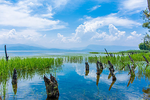 云南大理洱海海舌公园水中的树桩和水草