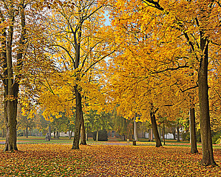 枫树,弗兰克尼亚,巴伐利亚,德国
