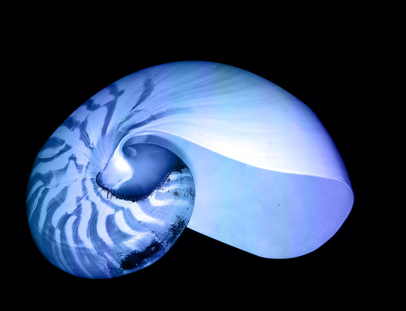 蓝色海螺简笔画图片