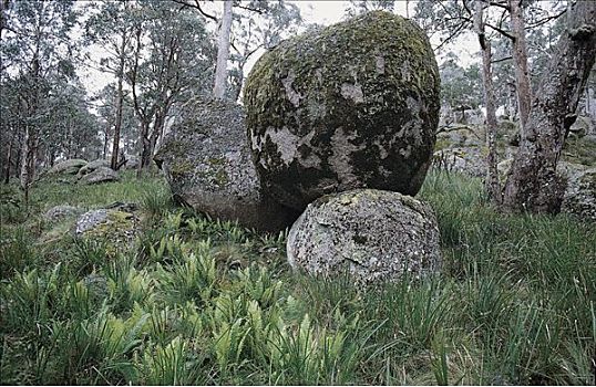 石头,蕨类,树林,澳大利亚
