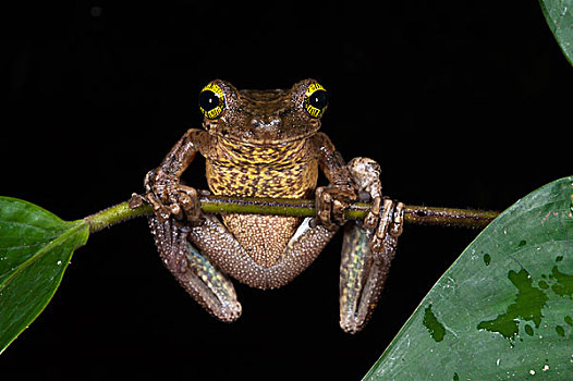 厄瓜多尔,树蛙,国家公园,亚马逊雨林