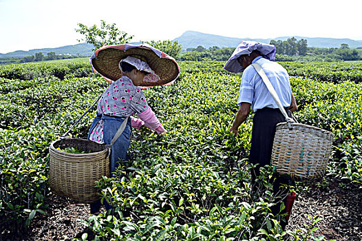 海南白沙绿茶采茶的茶农