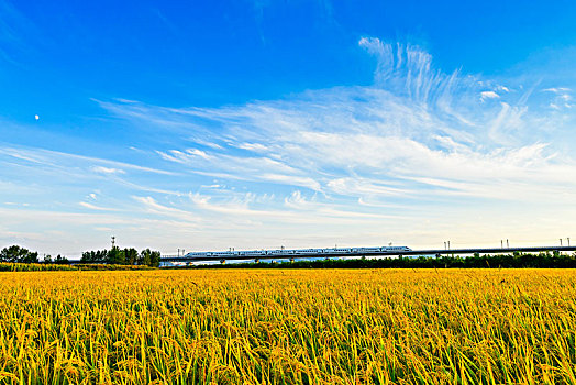 驶过稻田的高铁列车