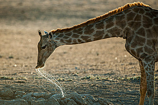 长颈鹿,喝,北开普,省,南非,非洲