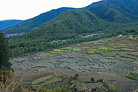 农田,不丹,十一月,2007年