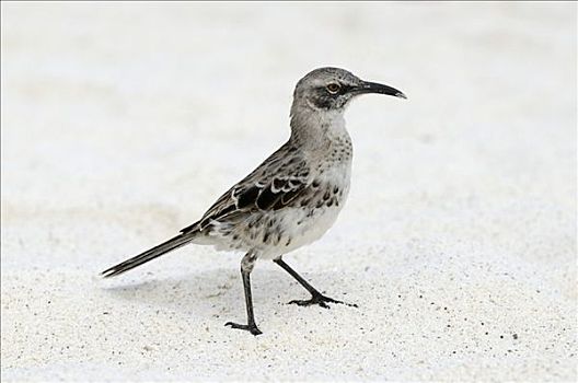 嘲鸟,西班牙岛,加拉帕戈斯,厄瓜多尔,南美
