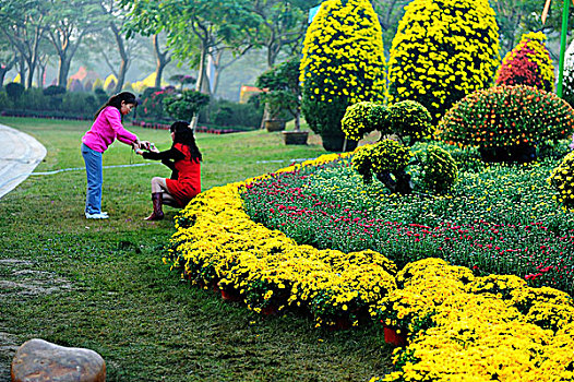 深圳,东湖公园,菊花