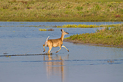 白尾鹿,水,德克萨斯,美国