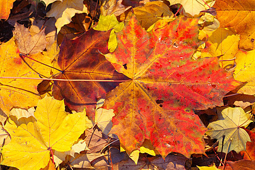 红枫,叶子,彩色,秋叶,躺着,地面,德国,欧洲
