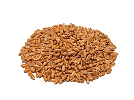 斯佩耳特小麦,小麦