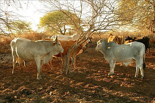 两个,公牛,牛,围挡,博茨瓦纳,非洲