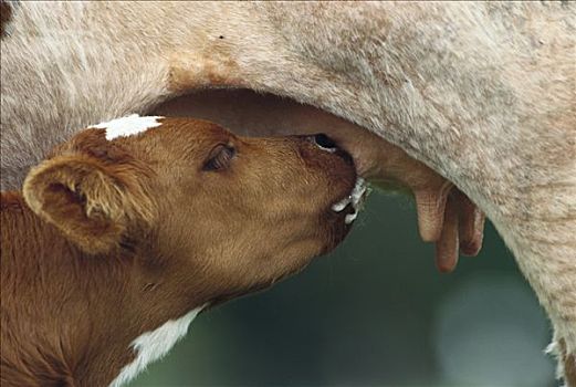 家牛,幼兽,护理,德国