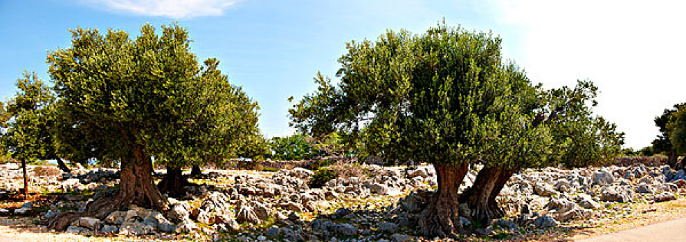 古老,橄榄树,欧橄榄,岛屿,克罗地亚,欧洲