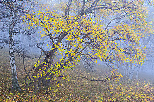 坝上草原秋季风光塞罕坝乌兰布统木兰围场风景