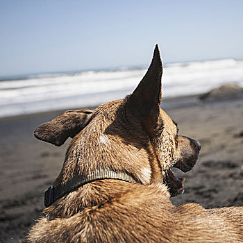 杂交品种,狗,海滩,西雅图
