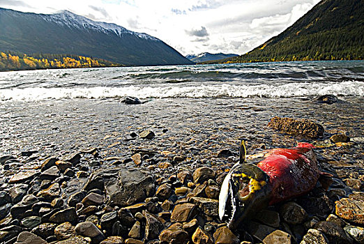 红大马哈鱼,岸边,湖,不列颠哥伦比亚省,加拿大