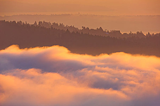 树,雾状,早晨,半岛,维多利亚,不列颠哥伦比亚省,加拿大