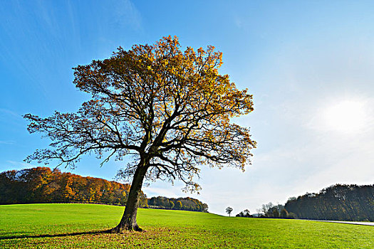 橡树,秋天,太阳,黑森州,德国