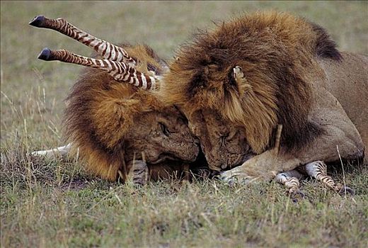 两个,雄性,狮子,杀戮,年轻,斑马,猫科动物,哺乳动物,马赛马拉,肯尼亚,非洲,动物