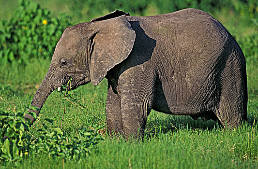非洲象,幼兽,马赛马拉,公园,肯尼亚