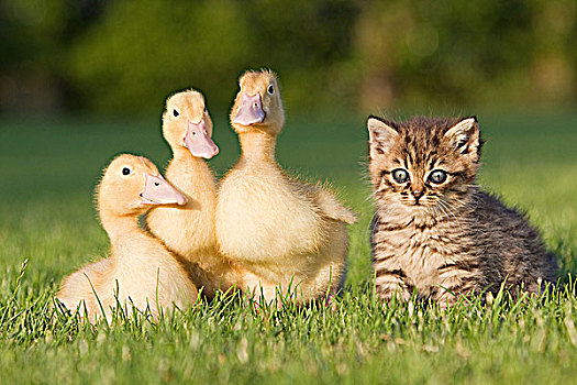 三个,小鸭子,小猫,草地