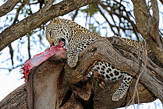 豹,蓝色,角马,树,马赛马拉国家保护区,肯尼亚,东非,非洲
