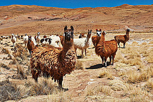 美洲驼,喇嘛,高原,玻利维亚