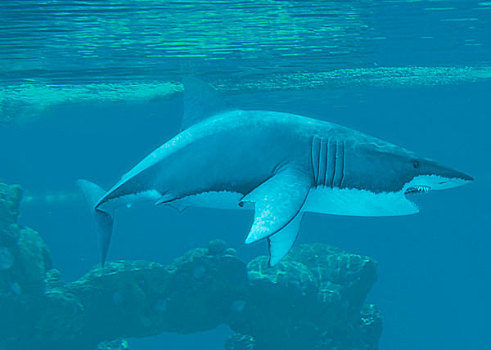 大白鲨,水下