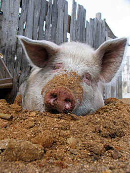 猪躺着的妖娆表情包图片