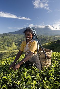女人,采茶,茶园,奴娃拉伊利雅,丘陵地区,斯里兰卡