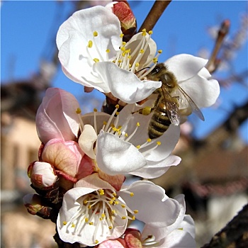 蜜蜂,取回,花蜜,花