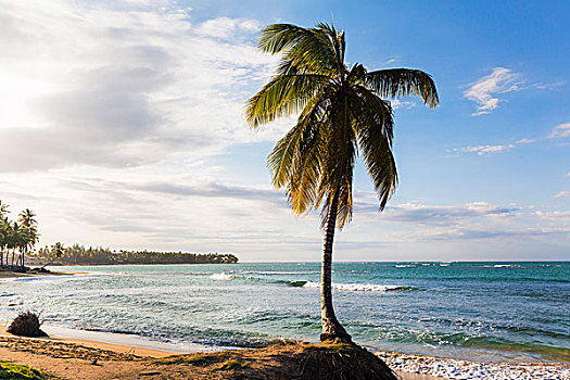 逆光,椰树,海滩,干盐湖,多米尼加共和国,加勒比