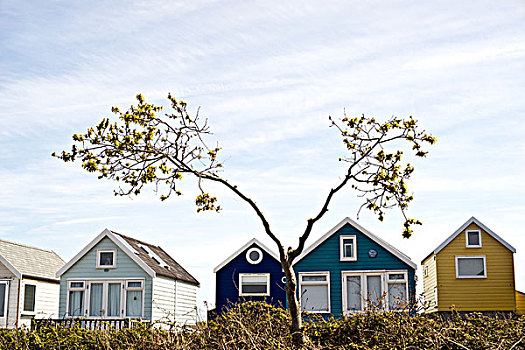 海滩小屋,树