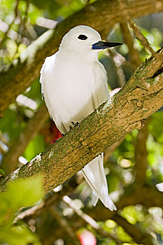 白燕鸥,阿尔巴,树上,环礁,夏威夷,背风群岛