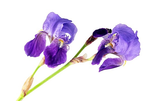 百合,花,紫色