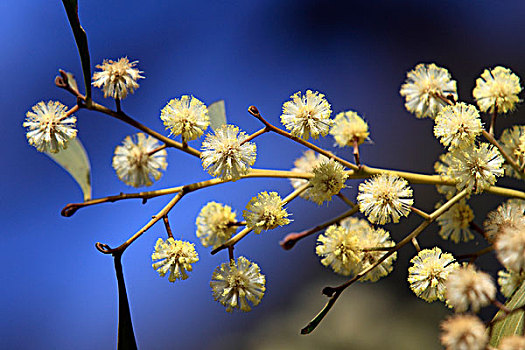 桉树,物种,花,偏僻地带,爱丽丝泉,澳大利亚