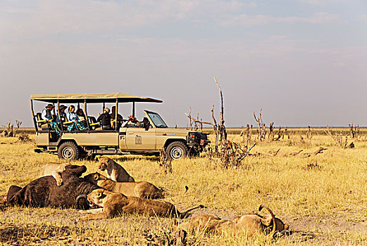 狮子,女性,亚成体,幼兽,进食,南非水牛,靠近,旅游,交通工具,旅行队,萨维提,乔贝国家公园,博茨瓦纳,非洲