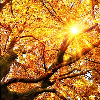 秋天,太阳,发光,金色,叶子