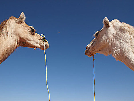 骆驼,阿尔及利亚