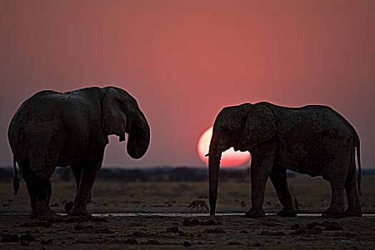 非洲象,喝,水潭,日落,博茨瓦纳,非洲